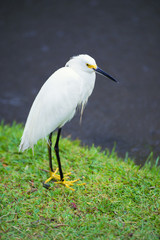 Great Egret on the background of a green grass