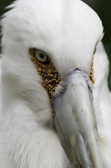 Obraz premium Bird's Eye View