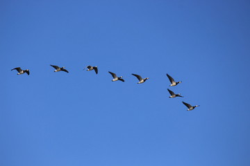 Weißwangengänse im Flug