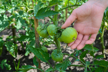 Tomato sprayed with Copper Sulfate this is prevention of phytophthora.