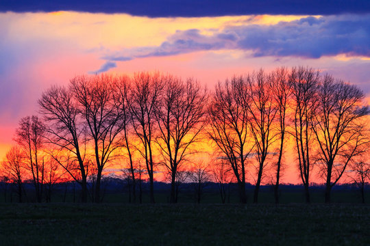Silhouette of trees in the spring sunset