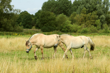 Naklejka na ściany i meble Two stallions in the pasture.The Fjord horse or Norwegian Fjord Horse. Equus ferus caballus.