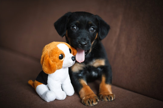Cute young puppy playing