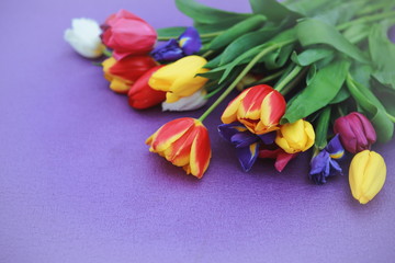 Multicolored tulips on a violet background.