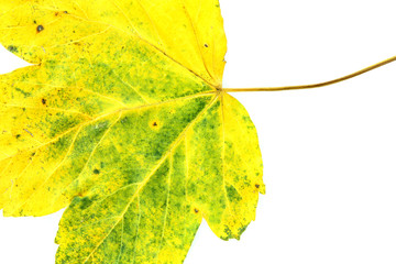 Obraz premium Autumn leaf isolated on white