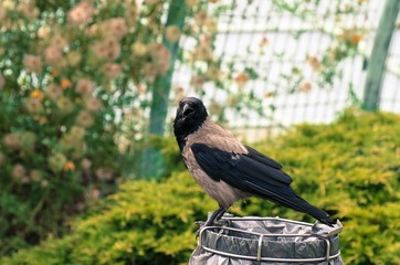 Raven © Jacek
