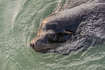 Sea Lion Face swimming in the ocean