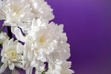 White chrysanthemums on a violet background. 