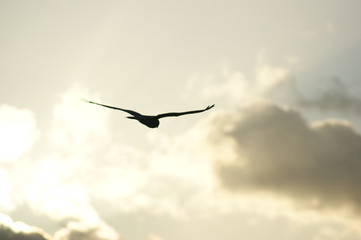 Fototapeta premium Oiseau