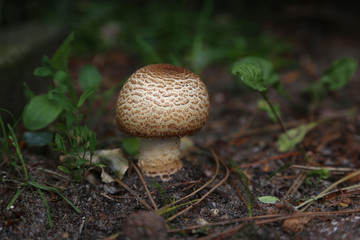 pilz am wegrand im wald