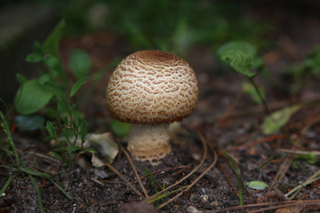 pilz am wegrand im wald