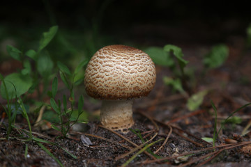 pilz am wegrand im wald