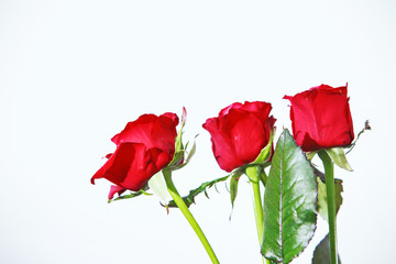 Red roses on a white background. 