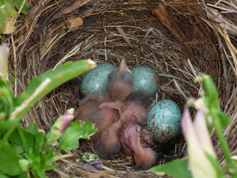 amsel vogel nest mit eierund geschl&uuml;pften vogel