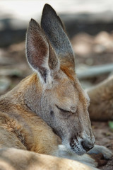 Red Kangaroo, Macropus rufus, photo was taken in Australia