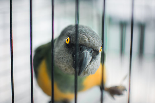 The Evil Parrot