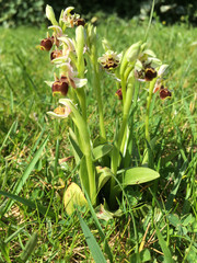 Bee Orchid, Ophrys tenthredinifera