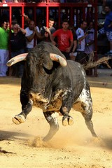 bull 