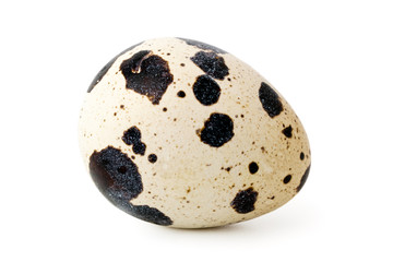 Quail egg close-up