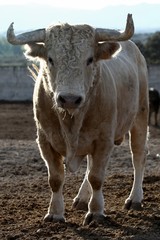 bull 