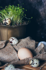 Quail eggs near the green potted plant on the wooden background on the sackcloth