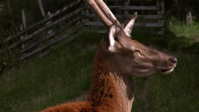 A young New Zealand Red Deer stag, close-up. This is a tame pet deer on a farm.