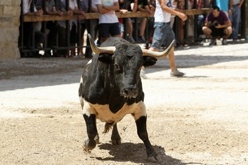 bull 