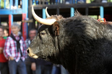 bull 