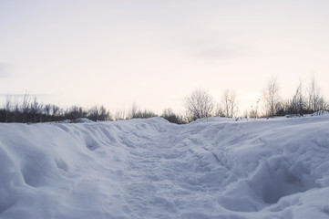 Fototapeta premium Winter forest