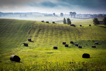 In the early summer morning the sun illuminates a beautiful green meadow.