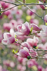 Pink magnolia tree in bloom