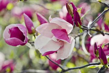 Fototapeta premium Pink magnolia tree in bloom
