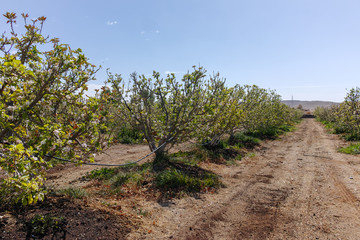 Fototapeta na wymiar Beautiful pink apple tree blossom, springtime in kibbutz orchard Negev desert, Israel in February