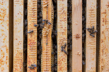 Obraz premium Bienenvolk nach dem Winter