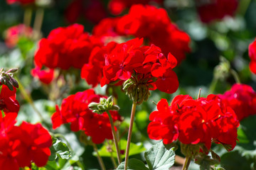 Fototapeta Red geranium flowers in sunny garden close up obraz