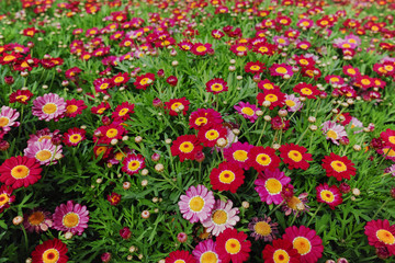 Meadow with group of red daisy flowers, springtime in garden