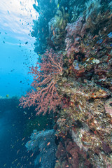 Naklejka na ściany i meble Coral reef off coast of Bali