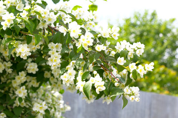 Blooming Jasmine in the summer garden
