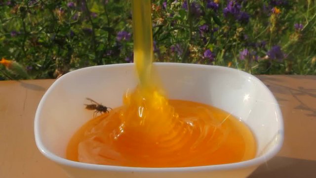 Bottling of honey
Quality honey
Honey pouring into bowl.
