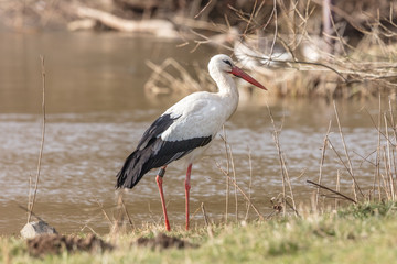 storch am fluss
