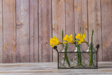 Daffodils in old milk bottles with wood background