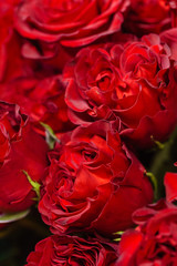 rose flowers background