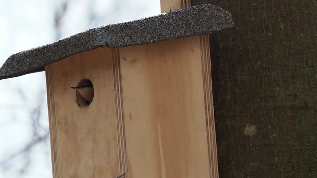Kleiber inspiziert Starenkasten - Nuthatch on the star box