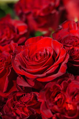 rose flowers background