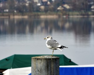mouette