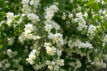 Blooming Jasmine in the summer garden