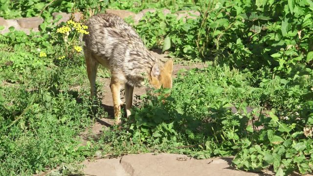 Hungry wild golden jackal sniffing bushes in forest. Canis aureus golden wolf hunting in national park