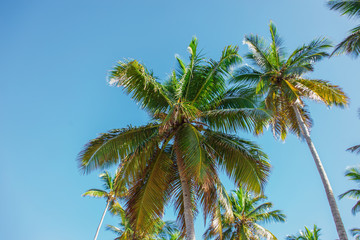 Fototapeta premium tops of high palm trees in sunlight on sky background