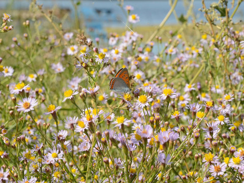 A meadow near the river with wild asters and a butterfly of Lycaenidae family pollinating them