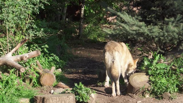 Two hungry wild grey wolves running in green forest. Furry canis lupus wolves hunting in bushy national park with felled trees